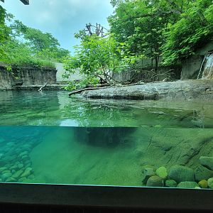 Toledo - Tembo Trail, North American river otter