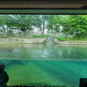 Toledo - Tembo Trail, Hippopotamus