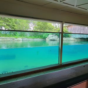 Toledo - Tembo Trail, Hippopotamus