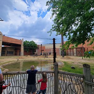 Toledo - Tembo Trail, African elephants