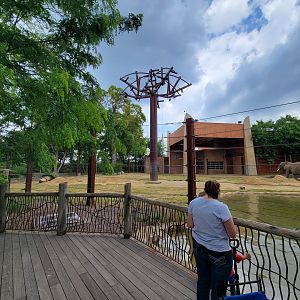 Toledo - Tembo Trail, African elephants
