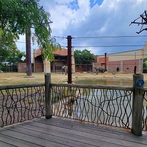 Toledo - Tembo Trail, African elephants