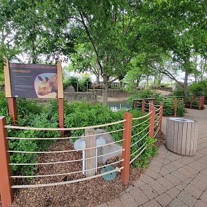 Toledo - Tembo Trail, Indian rhinoceros