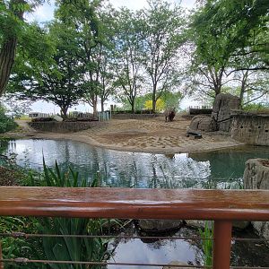 Toledo - Tembo Trail, Indian rhinoceros