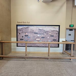 Toledo - Tembo Trail, Naked mole rats (African elephants indoor viewing)