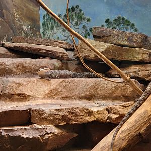 Toledo - Reptile House, Kimberley rock monitor (and rear half of a frilled dragon)