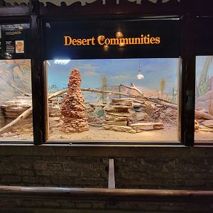 Toledo - Reptile House, Kimberley rock monitor, frilled dragon, bearded dragon