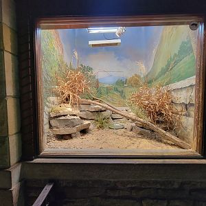 Toledo - Reptile House, Uromastyx sp and pancake tortoise