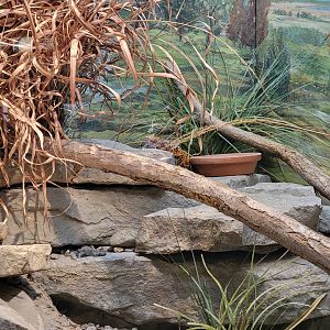 Toledo - Reptile House, Uromastyx species