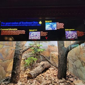 Toledo - Reptile House, Snakes of northeast Ohio - Timber rattlesnake, black rat snake, northern copperhead