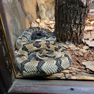 Toledo - Reptile House, Timber rattlesnake