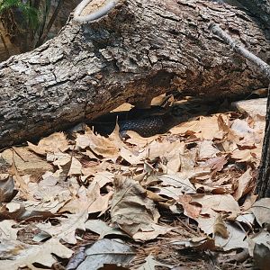 Toledo - Reptile House, Black rat snake