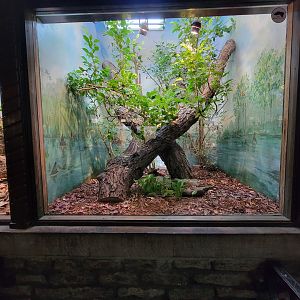 Toledo - Reptile House, Fiji Island banded iguana