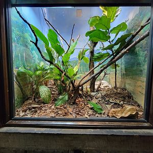 Toledo - Reptile House, Casque-headed iguana