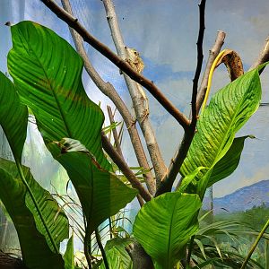 Toledo - Reptile House, Casque-headed iguana