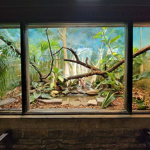 Toledo - Reptile House, Plumed basilisk