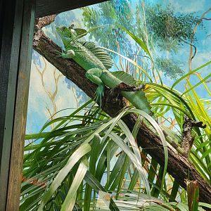 Toledo - Reptile House, Plumed basilisk