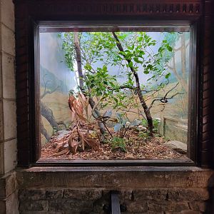 Toledo - Reptile House, Haitian green anole