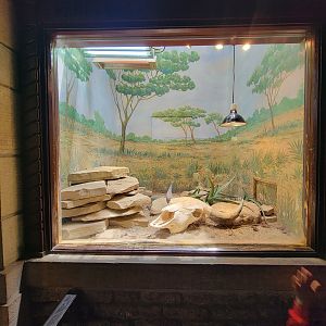 Toledo - Reptile House, Chuckwalla