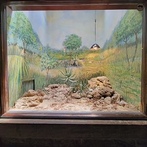 Toledo - Reptile House, Aruba island rattlesnake