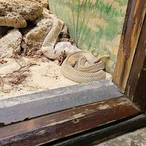 Toledo - Reptile House, Aruba island rattlesnake
