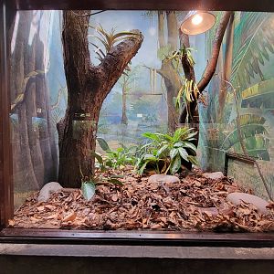 Toledo - Reptile House, Blood python