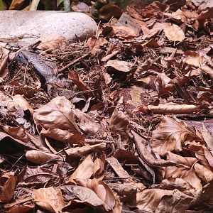 Toledo - Reptile House, Blood python