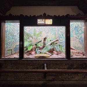 Toledo - Reptile House, Reticulated python