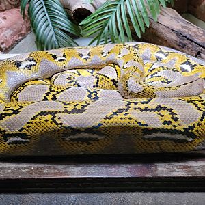 Toledo - Reptile House, Reticulated python