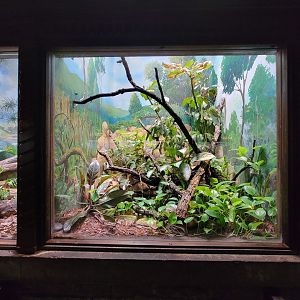 Toledo - Reptile House, Emerald tree boa and blue dyeing dart frog
