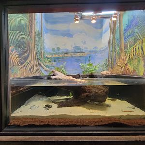 Toledo - Reptile House, Eastern spiny softshell turtle