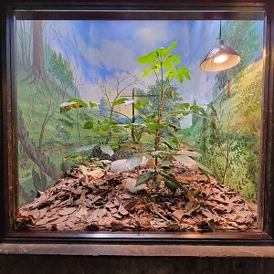 Toledo - Reptile House, West African gaboon viper