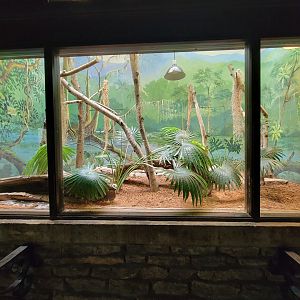 Toledo - Reptile House, Eastern diamondback, northern copperhead, corn snake, northern pine snake, green anole