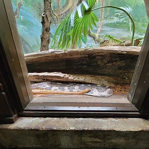 Toledo - Reptile House, Eastern diamondback saying hello :) above a corn snake and northern pine snake
