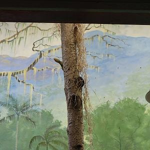 Toledo - Reptile House, Green anole