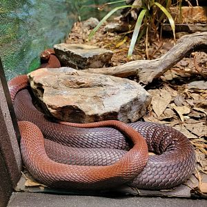 Toledo - Reptile House, Red spitting cobra shades