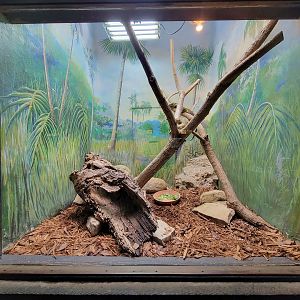 Toledo - Reptile House, Solomon Islands skink