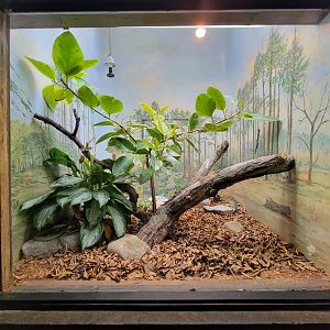 Toledo - Reptile House, Baron's green racer