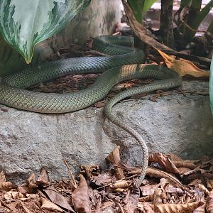 Toledo - Reptile House, Baron's green racer