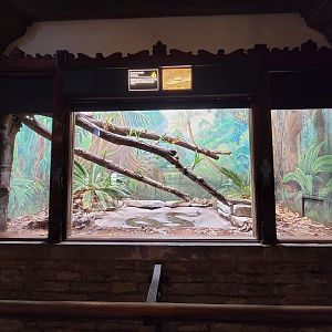 Toledo - Reptile House, Green anaconda