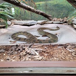 Toledo - Reptile House, Green anaconda
