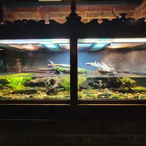 Toledo - Reptile House, Stinkpot (musk turtle)