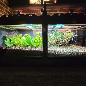 Toledo - Reptile House, Black-breasted leaf turtle