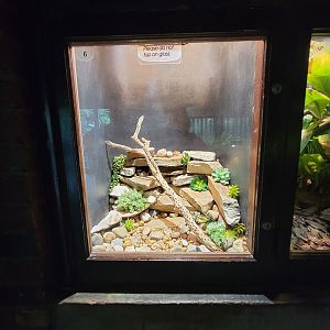 Toledo - Reptile House, Mottled rock rattlesnake