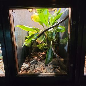 Toledo - Reptile House, Green tree python