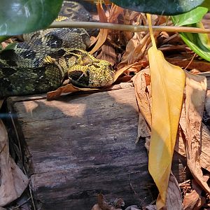 Toledo - Reptile House, Ethiopian mountain viper