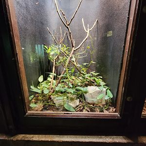 Toledo - Reptile House, Horned pit viper