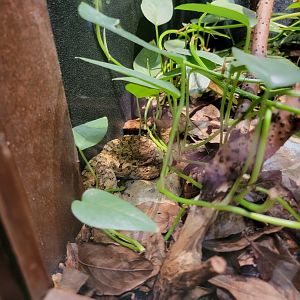 Toledo - Reptile House, Horned pit viper