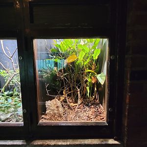 Toledo - Reptile House, Asian vine snake