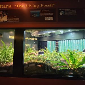 Toledo - Reptile House, Tuatara